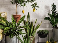 Найкращі рослини для очищення повітря