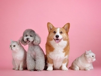 Как найти домашнего питомца, если он потерялся