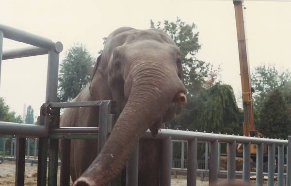 История киевского слона Боя, которому повезло с врачами