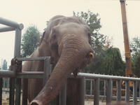 История киевского слона Боя, которому повезло с врачами