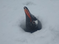 На станции «Академик Вернадский» выпало рекордное количество снега: засыпало даже гнезда пингвинов