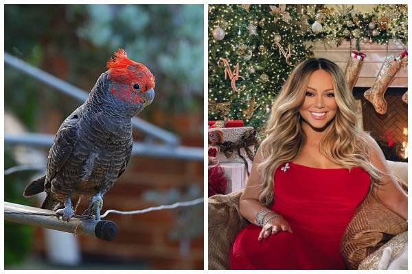 Исчезающие виды птиц обогнали в хит-параде Мэрайю Кэри и ABBA