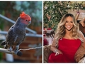 Исчезающие виды птиц обогнали в хит-параде Мэрайю Кэри и ABBA
