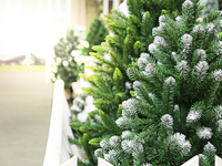 Зеленая красавица: где в Киеве купить елку и сколько она стоит