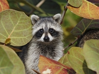 Тренд тик-тока: опасно ли держать енота в доме?