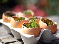 Эстетика на окне: рассада в яичной скорлупе