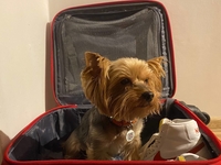 Как перевозить домашних животных в эвакуацию за границу