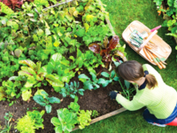 Оптимисту на заметку: что стоит посадить в марте