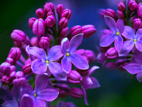 Гороскоп на 7 мая 2022 года для всех знаков зодиака