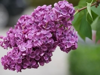 Гороскоп на 15 мая 2022 года для всех знаков зодиака