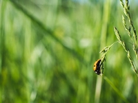 Запреты дня 7 июня 2022: что нельзя делать на Иванов день