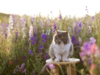 Гороскоп на 21 червня 2022 року для всіх знаків зодіаку