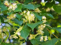 Запреты дня 4 июля 2022: что нельзя делать на Ульянов день