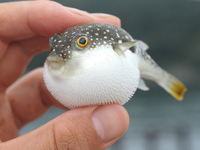 ТОП-5 найнебезпечніших продуктів у світі