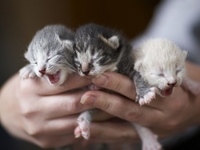 Как принять роды у кошки в домашних условиях: опыт редакции