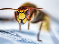 Укус шершня: что делать, симптомы и осложнения