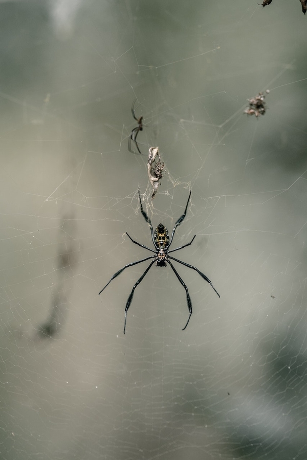 Фотограф: Taryn Elliott: https://www.pexels.com