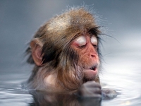 Досвід інших країн: як японці живуть без центрального опалення