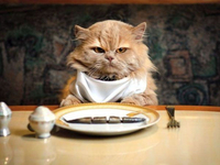 Кіт у домі голова: чим не можна годувати пухнастих улюбленців