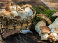 Mushroom power: нехватку солнца можно компенсировать грибами