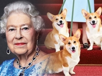 Кто унаследовал корги Елизаветы II после ее смерти: фото