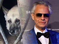 Андреа Бочелли приютил пса из Украины, потерявшего слух из-за бомбардировок РФ