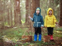 Грибы и дети: почему они несовместимы