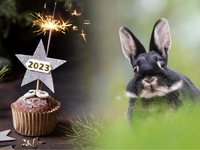 Год Черного Водяного Кролика: все о символе 2023 года