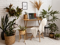 Корисні квіти в будинку: які рослини сприятливо впливають на ауру в будинку