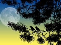 Полнолуние и новолуние в феврале 2023