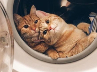 Гороскоп та тварини: з ким асоціюються жінки та чоловіки