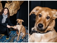 У Києві на благодійному бранчі зібрали кошти на допомогу притулку собак Анастасії Тихої